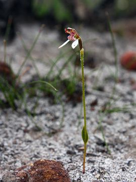 Eriochilus dilatatus