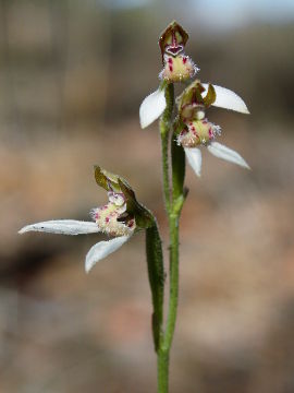 Eriochilus dilatatus