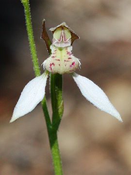 Eriochilus dilatatus