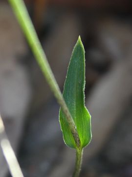 Eriochilus dilatatus