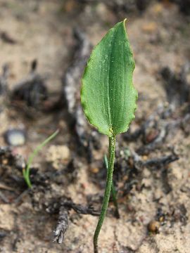 Eriochilus dilatatus