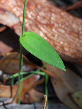 Eriochilus dilatatus