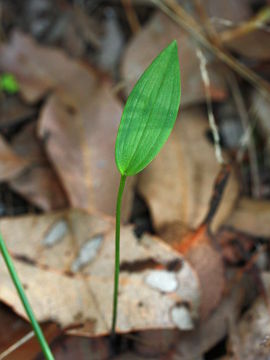 Eriochilus dilatatus