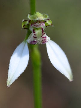 Eriochilus dilatatus