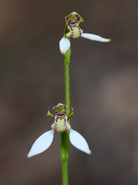 Eriochilus dilatatus