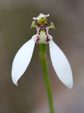 Eriochilus dilatatus