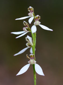 Eriochilus dilatatus