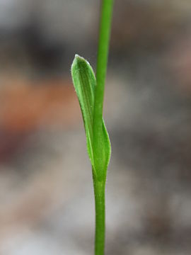 Eriochilus dilatatus