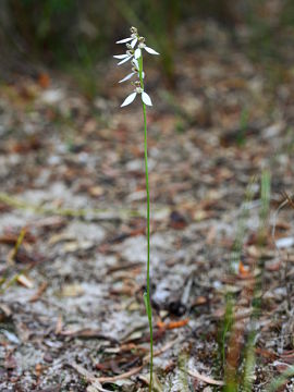 Eriochilus dilatatus