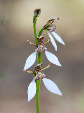 Eriochilus dilatatus