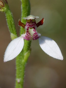 Eriochilus dilatatus