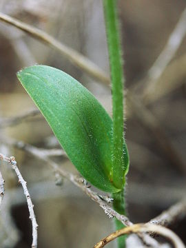 Eriochilus dilatatus