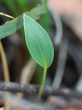 Eriochilus dilatatus