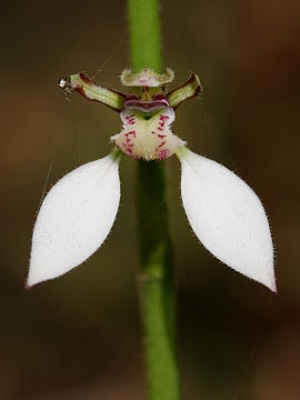 Eriochilus dilatatus