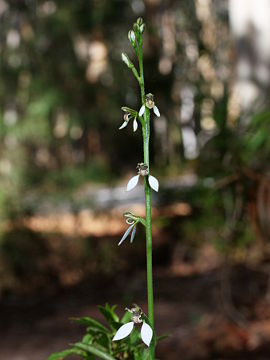 Eriochilus dilatatus