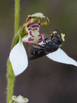 Eriochilus dilatatus