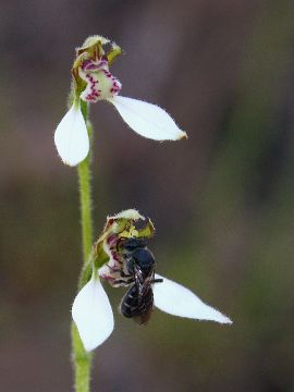 Eriochilus dilatatus