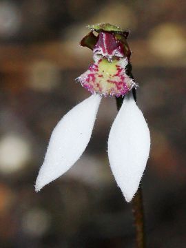 Eriochilus helonomos