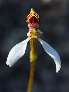 Eriochilus helonomos