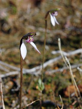 Eriochilus helonomos