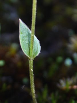 Eriochilus helonomos