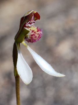 Eriochilus helonomos