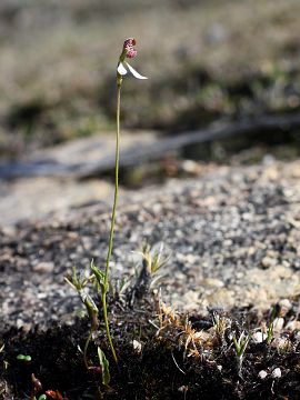 Eriochilus helonomos