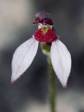Eriochilus scaber Eriochilus scaber