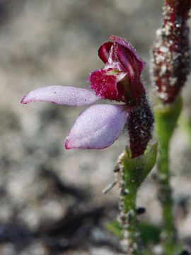 Eriochilus scaber Eriochilus scaber