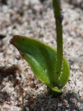 Eriochilus scaber Eriochilus scaber