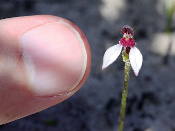 Eriochilus scaber Eriochilus scaber