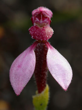 Eriochilus sp.