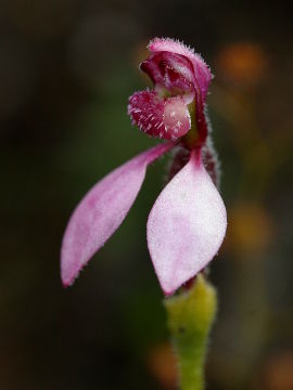 Eriochilus sp.