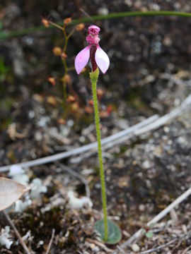 Eriochilus sp.