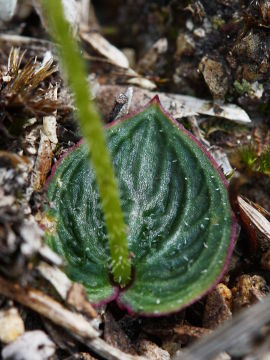 Eriochilus sp.