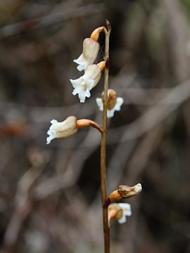 Gastrodia lacista Gastrodia lacista