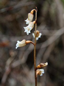 Gastrodia lacista