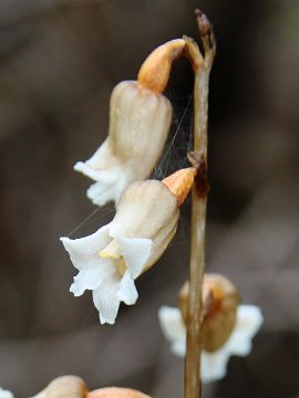 Gastrodia lacista