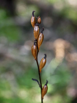 Gastrodia lacista