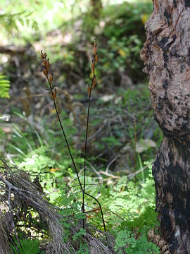 Gastrodia lacista