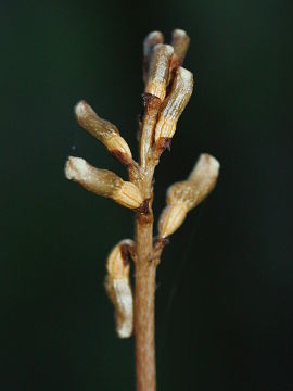 Gastrodia sesamoides