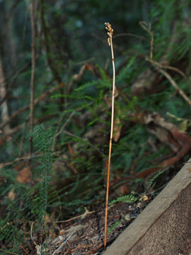 Gastrodia sesamoides