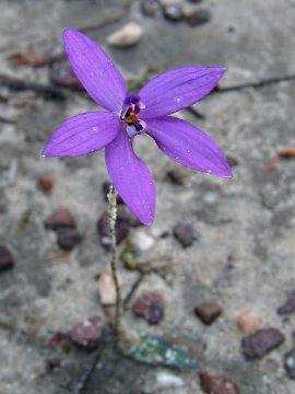 Glossodia minor