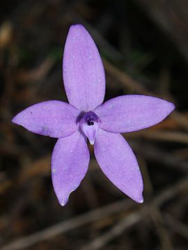 Glossodia minor