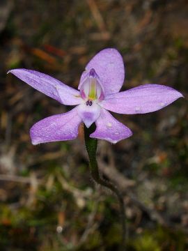 Glossodia minor