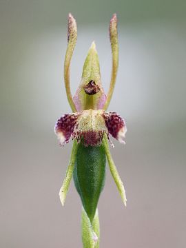 Leporella fimbriata Leporella fimbriata