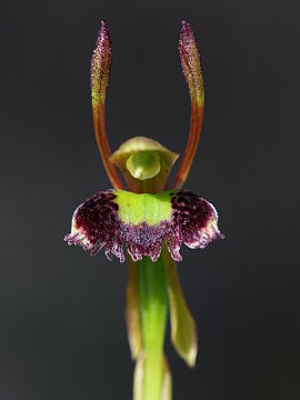 Leporella fimbriata Leporella fimbriata