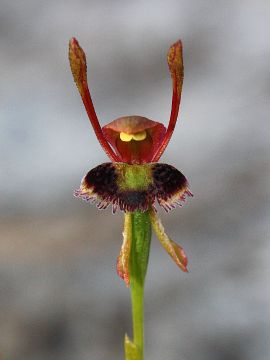 Leporella fimbriata Leporella fimbriata