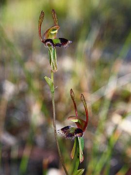 Leporella fimbriata Leporella fimbriata