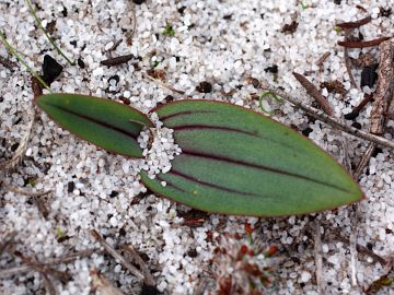 Leporella fimbriata Leporella fimbriata